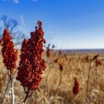 Landscaping Business Insurance